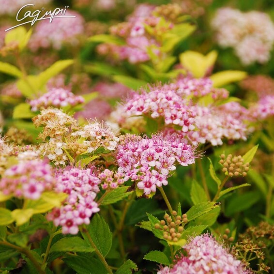 Спірея японська 'Little Princess' - 1