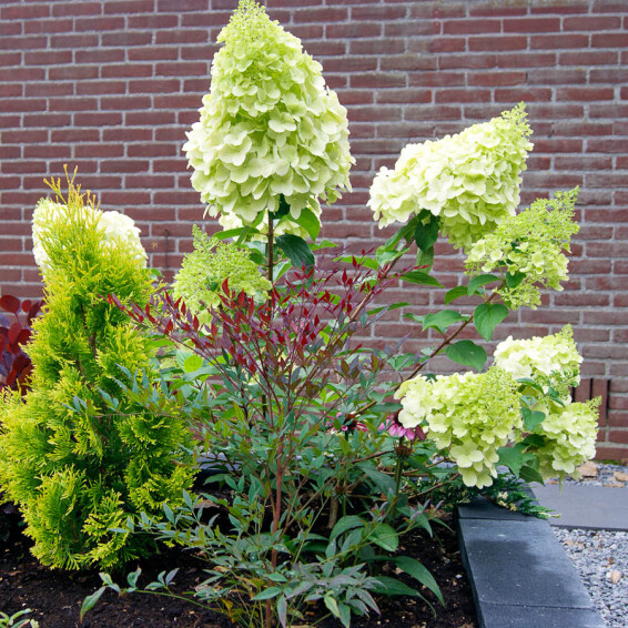 Гортензія волотиста 'Polar Bear'® - 1