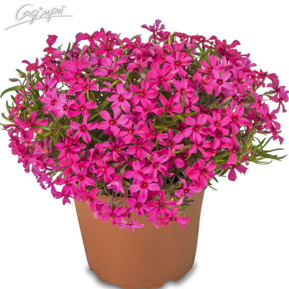 Флокс шилоподібний 'Scarlet Flame', p9 - - 1