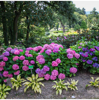 Гортензія крупнолиста 'Freudenstein'