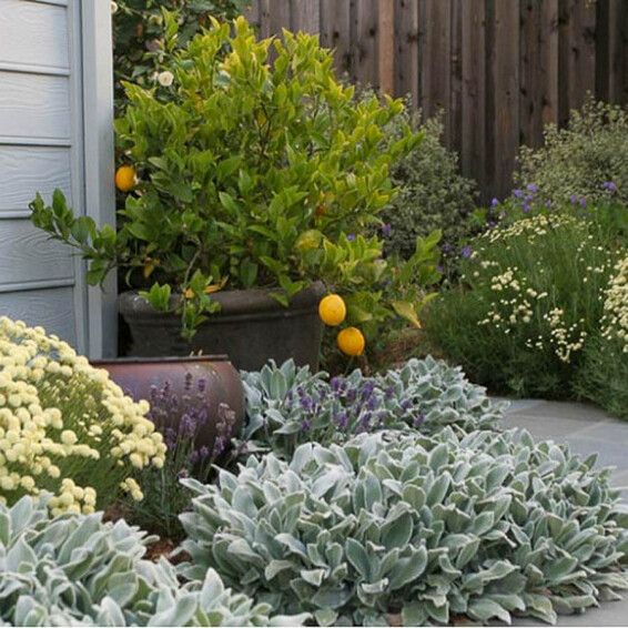 Чистец византийский ‘Silver Carpet’ #1, ГК - - 2