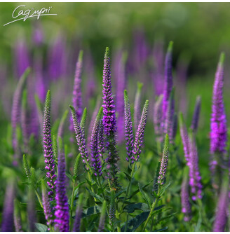 Вероніка довголиста 'Eveline'