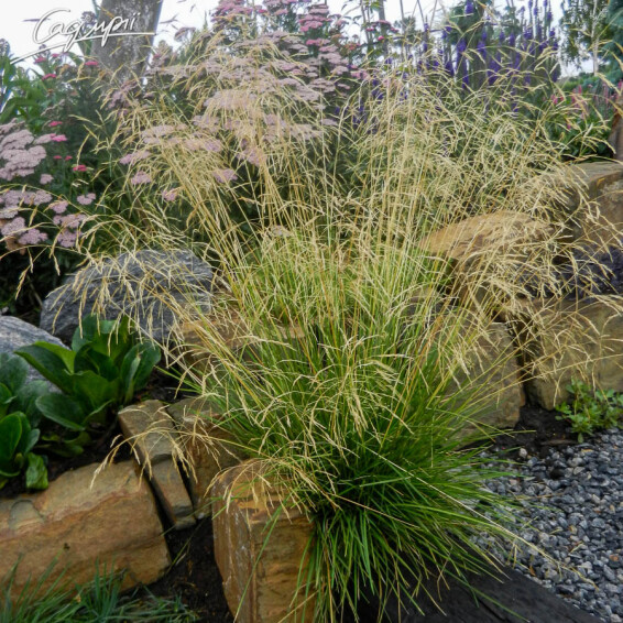 Щучник дернистий 'Goldtau' - 4