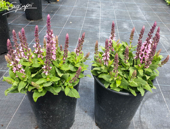 Шалфей дубравный 'Sensation Rose' - 4