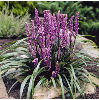 Ліріопе мускарі 'Royal Purple'