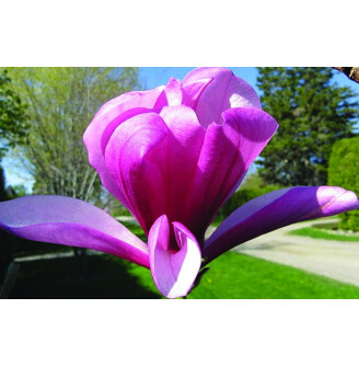 Магнолія гибридна 'Galaxy'