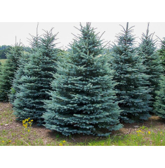 Ялина колюча 'Glauca Majestic Blue'