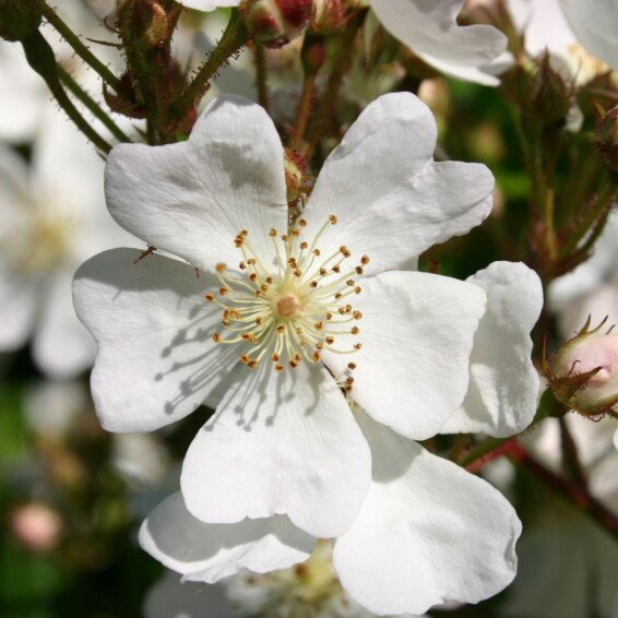 Троянда багатоквіткова, C25 175-200 - 3