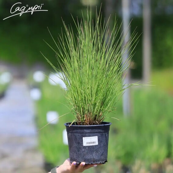 Бородач волотистий (Схизахіріум) 'Blaze' #1, C2 - - 1