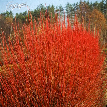 Отличное растение для Вашего сада: Свидина белая Elegantissima