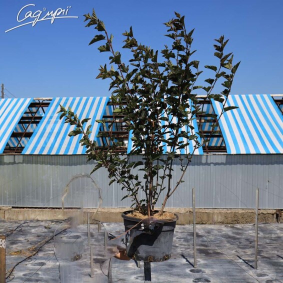 Пузыреплодник калинолистный 'Red Baron' #1, C25 125-150 - 1