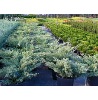 Ялівець віргінський 'Hetz'