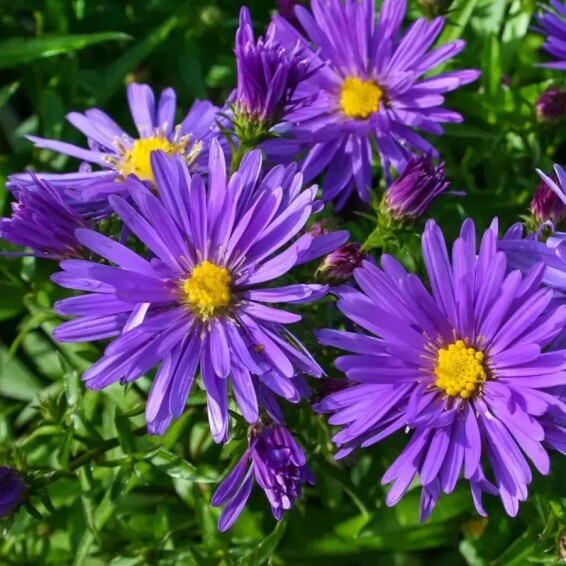 Айстра кущова 'Blaue Laguna' #2, Р9 - - 2