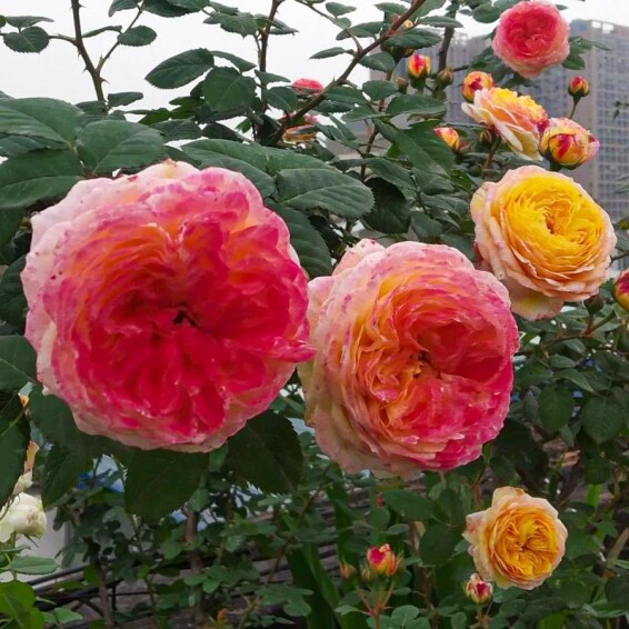 Роза 'Janon' - 7