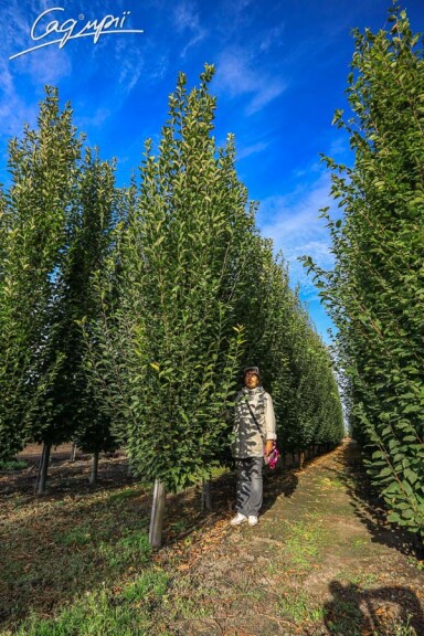 Граб обыкновенный 'Fastigiata' #3, WRB - 500-600 без штамбу - 8 Граб обыкновенный 'Fastigiata' #3, WRB - 500-600 без штамбу - 8