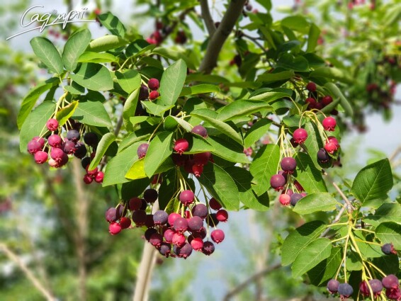 Ірга Ламарка - 11 Ірга Ламарка - 11