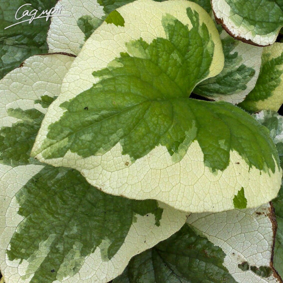 Бруннера крупнолистная 'Variegata' - 6