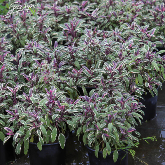 Шалфей 'Tricolor', p9 - - 4