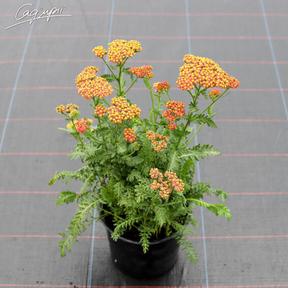 Деревій звичайний 'Walter Funcke', C2 - - 2