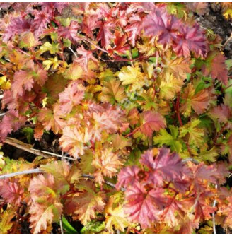 Стефанандра надрізанолиста 'Crispa'