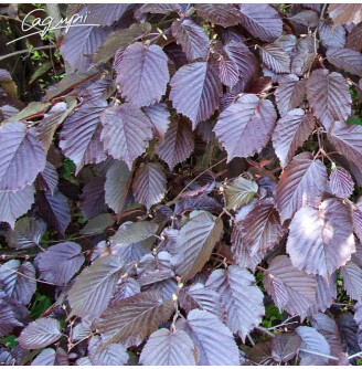Ліщина звичайна 'Rode Zellernoot'