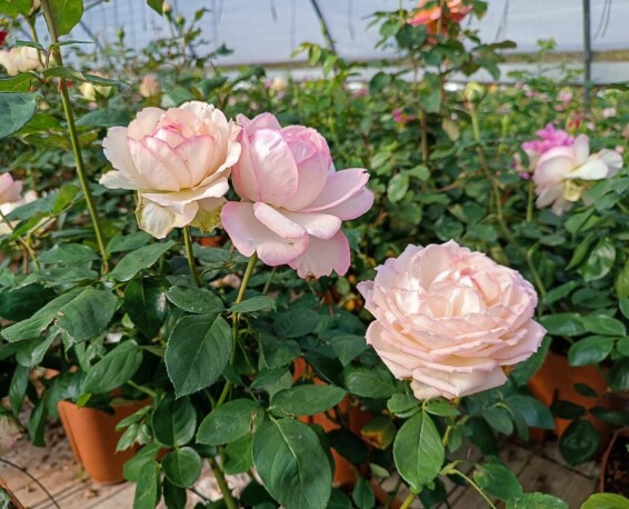 Троянда чайно-гібридна 'Honore de Balzac' - 3 Троянда чайно-гібридна 'Honore de Balzac' - 3