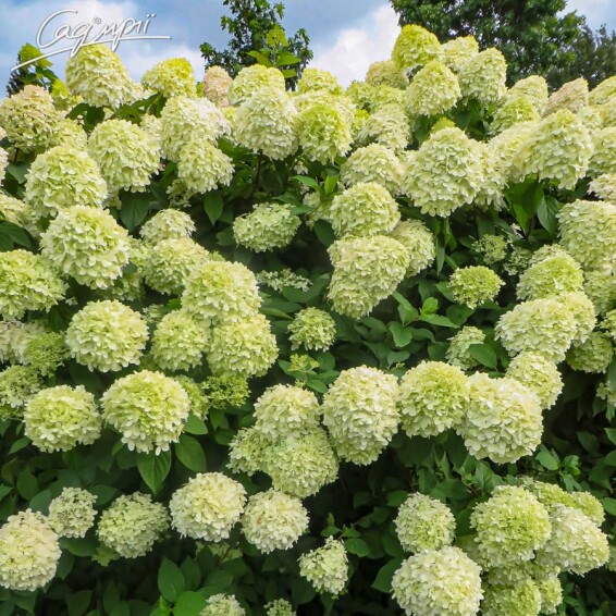 Гортензія волотиста 'Little Lime' #1, С2 100-125 - 6