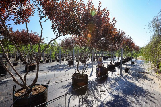 Слива вишнеплодная 'Nigra' #6, C251 MST 250-300 - - 12 Слива вишнеплодная 'Nigra' #6, C251 MST 250-300 - - 12