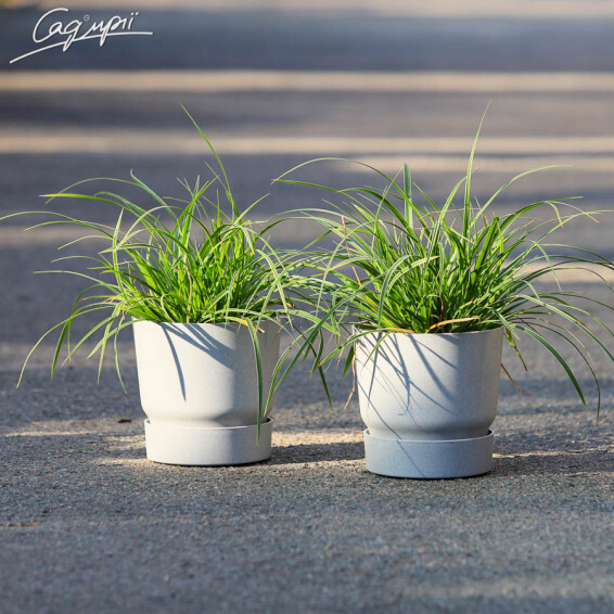 Осока охіменська 'Evergold' - 6