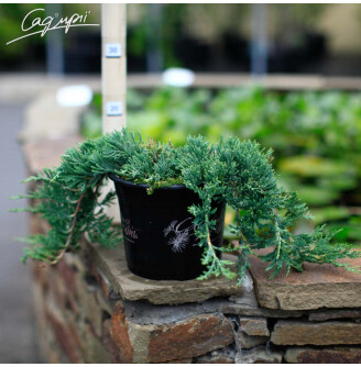 Можжевельник горизонтальный 'Wiltonii'