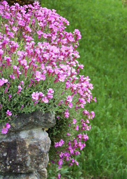 Арабис кавказский 'Little Treasure White' - 2 Арабис кавказский 'Little Treasure White' - 2