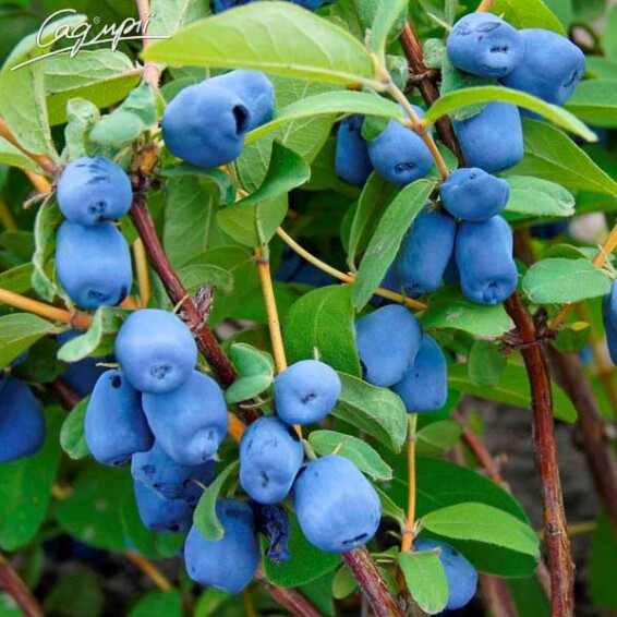 Жимолость блакитна 'Tundra' - 2