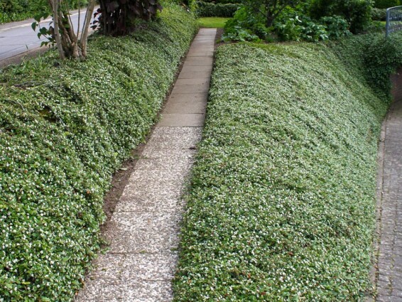 Кизильник лежачий 'Streib's Findling' - 7