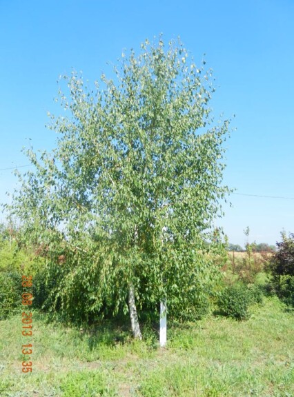 Береза плакучая 'Alba Verrucosa' - 3 Береза плакучая 'Alba Verrucosa' - 3