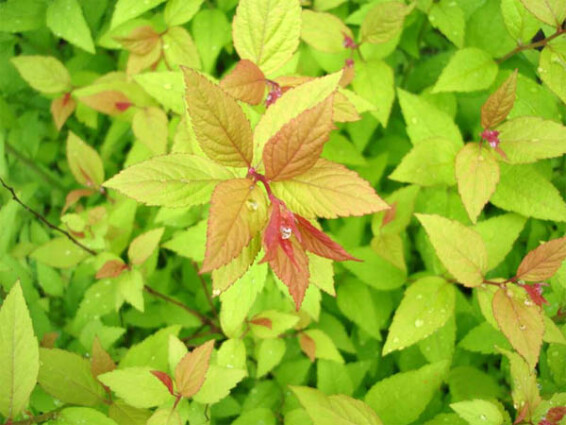 Спирея японская 'Firelight' #1, С3 - - 2