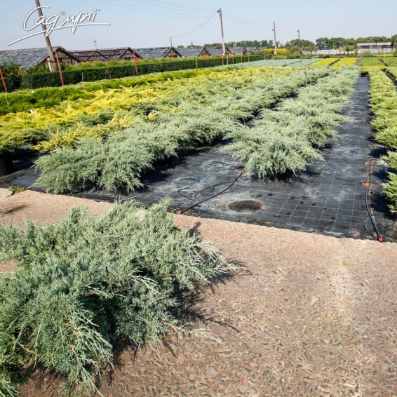Можжевельник средний 'Pfitzeriana Glauca' - 2