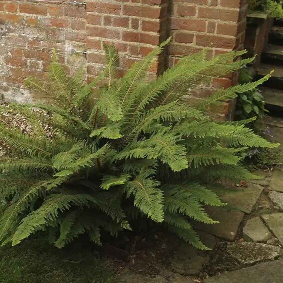 Папороть (багаторядник) 'Herrenhausen' - 2