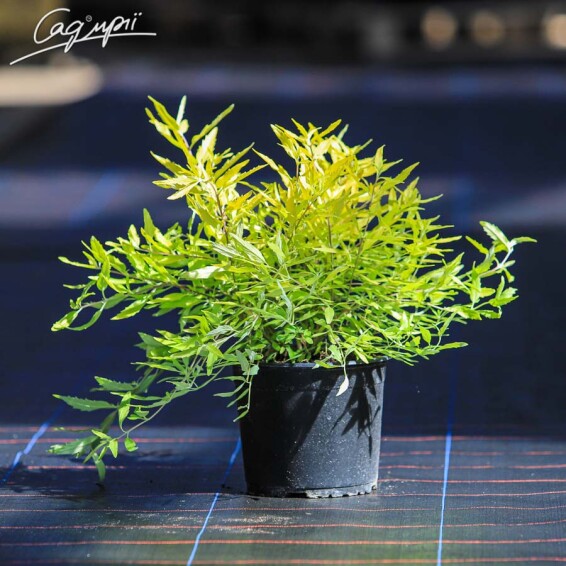 Каріоптеріс кландонський 'Worcester Gold' - 4