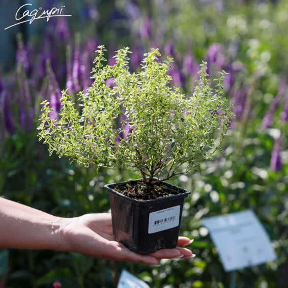 Чебрець 'Aurea' - 3