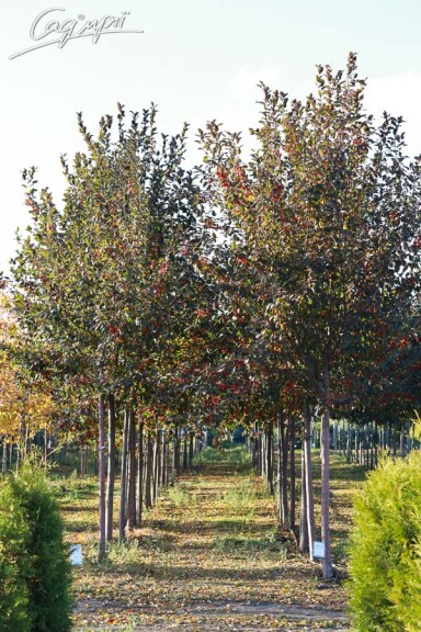 Яблуня 'Mokum' #5, WRB 30--35 600+ St. 150-175 - 4