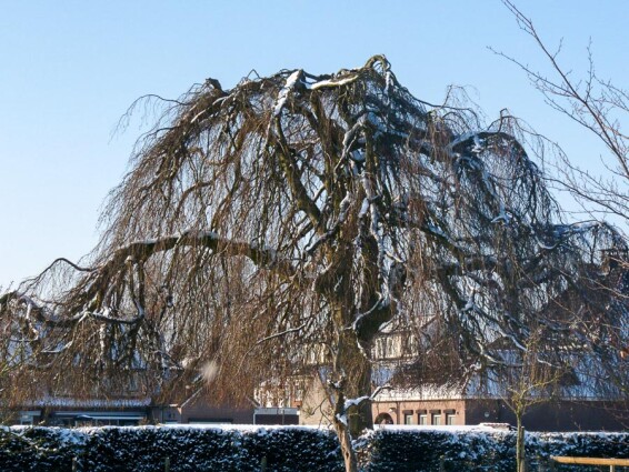 Бук лісовий 'Purpurea Pendula' - 6 Бук лісовий 'Purpurea Pendula' - 6
