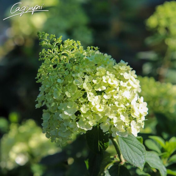 Гортензия метельчатая 'Bobo' ® #4, С7 - - 3