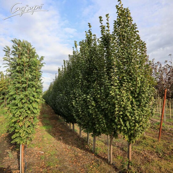 Граб обыкновенный 'Lucas' #4, WRB 10--12 400+ без штамбу - 5 Граб обыкновенный 'Lucas' #4, WRB 10--12 400+ без штамбу - 5