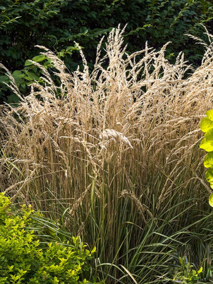 Куничник гостроквітковий 'Avalanche' - 5