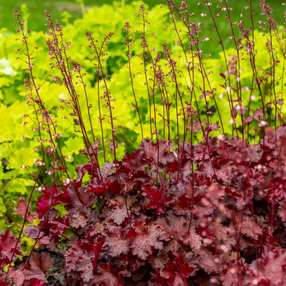 Гейхера 'Rex Fire® PBR' - 1