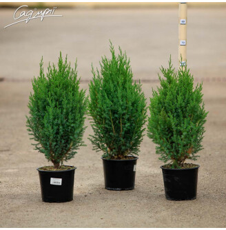 Можжевельник китайский 'Stricta'