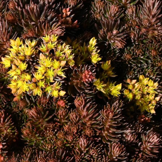 Очиток 'Chocolate Ball' - 1