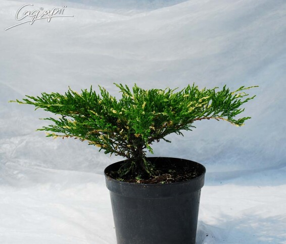 Можжевельник горизонтальный 'Andorra Variegata' - 5