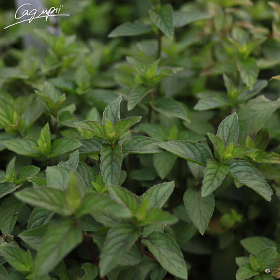 Мята перечная 'Eichenau', C1.5 - - 3