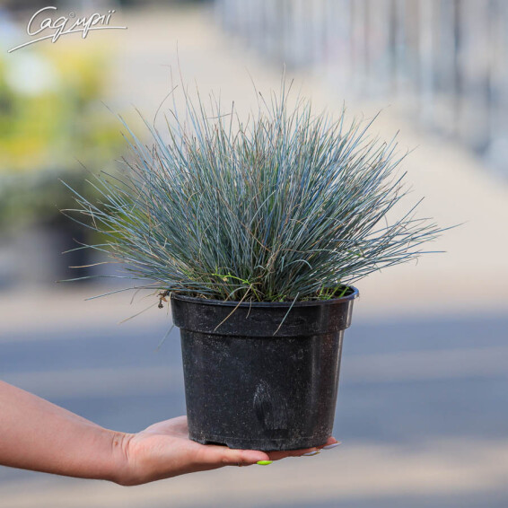 Овсяница сизая, P9 - - 1